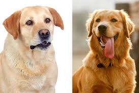 English creme vs american golden retriever. Golden Retriever Vs Labrador Which Breed Makes A Better Pet For You