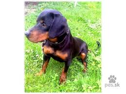 Image result for slovenský kopov