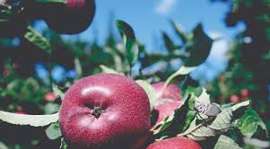 Pennsylvania tree fruit production guide 20122013. Pennsylvania Growers Struggle With Spotted Lanternfly Fruit Growers News