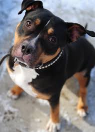 As long as you train them early, socialize them properly, and stay consistent, you have a. Samara Is A Pitbull Rottweiler Cross Who Was Turned Into The Humane Society This Week And Then Turned Pitbull Mix Puppies Rottweiler Mix Puppies Rottweiler Mix