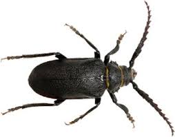 Dodson pest control is proud to serve the region from our office in charleston, wv. Pest Control And Property Services In Charleston Wv