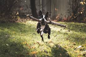 We did not find results for: Animal Care Services Careport Animal Hospital Veterinary Clinic In Regina Sk