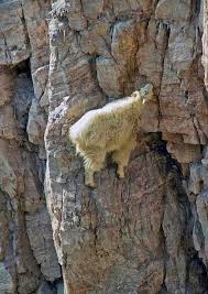 13 Pictures Of Crazy Goats On Cliffs It S Just What They Do Mountain Goat Animals Wild Animals