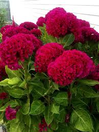 Giant Red Crested Cockscomb Celosia 120 Seeds Rare Huge Flowers In One Season Flowers Beautiful Flowers Flower Landscape Hydrangea Garden