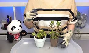 多肉植物 徒長 同じお店で購入したカクレイを仕立て直す くまパン園芸 Kobiのシークレットガーデン 観葉植物 多肉植物の育て方