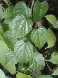 Image result for Annickia