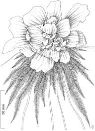 Image result for Monochoria africana