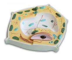 Check spelling or type a new query. Plant Science Kit Realityworks