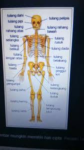 Kerangka manusia lengkap dengan keterangannya. Gambar Dan Keterangan Struktur Tulang Manusia Brainly Co Id