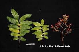 Image result for Lepisanthes senegalensis