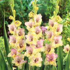 Image result for Gladiolus melleri