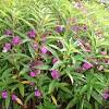Templat, bentuk dan gaya salasilah keluarga yang dirancang dengan pakar untuk membuat pokok keluarga. Https Encrypted Tbn0 Gstatic Com Images Q Tbn And9gctnhr4nxiwao3xckwjzwayq8mhclr Oq1wajha9szm1duzexsn Usqp Cau
