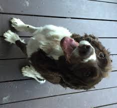 Puddles The Almost Therapy Dog Tumadro Inc