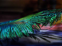 We did not find results for: Peacock Feather Black Background Hd Novocom Top