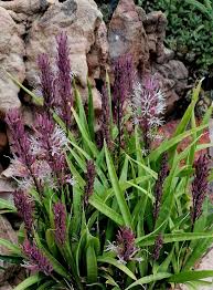 Image result for Vigna comosa