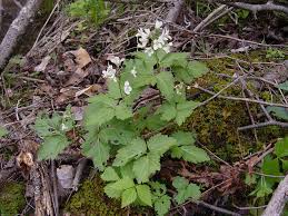 Image result for Cardamine obliqua