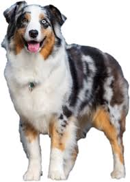 Maybe you would like to learn more about one of these? Miniature Aussies Toy Aussies Shining Star Aussies