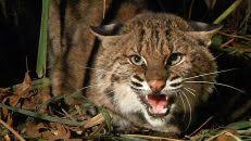 Bobcats are nocturnal animals, hence, they usually roam at night where their sounds are really creepy as they sound like crying babies. Bobcat Screaming What Do Bobcat Sounds At Night Sound Like