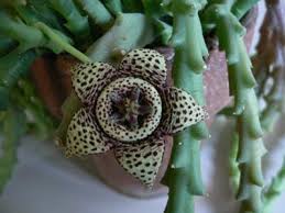 We did not find results for: Green Flowers With Purple Spots