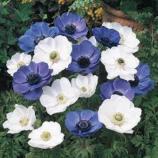 Poppy Anemone Mixture Blue And White Poppy Anemone Breck S Anemone Flower Anemone White Poppy
