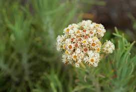 Bunga edelweis lama dikenal dengan julukan bunga abadi. Mengabadikan Edelweiss Di Bromo