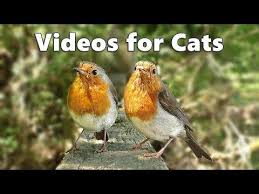 Bird Videos For Cats To Watch Online Videos For Cats And Dogs To Watch Birds Spectacular Youtube Cat Gif Dog Cat Cat Videos Youtube
