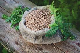 Lentils can be grown on terrace gardens with equal success. Growing Lentils Varieties Planting Guide Care Problems And Harvest
