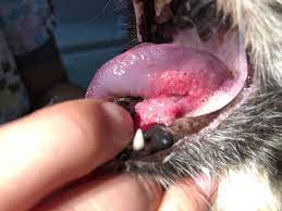 Read about the common causes of cancer in as with cancer in humans, it's difficult to pin down why some pets get cancer, and others do not. Mouth Cancer In Cats Causes Symptoms Treatment All About Cats