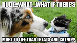 Check spelling or type a new query. 28 Funny Cat Dog Memes Factory Memes