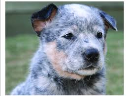Maybe you would like to learn more about one of these? A Clear Faced No Mask Blue Australian Cattle Dog Aged 6 Weeks Download Scientific Diagram