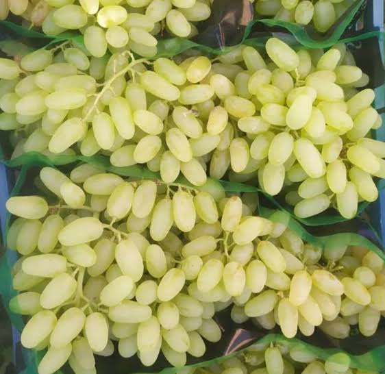 نهال انگور پیکامی بیدانه