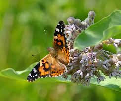 We did not find results for: Painted Lady Butterfly Life Cycle And Interesting Facts