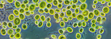 Image result for Microchloa altera