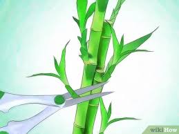 Sales everyday · certified b corp · sustainable gardening 3 Ways To Grow Lucky Bamboo Wikihow