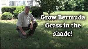 Growing Bermuda Grass In Shade Warm Season Turf Tips Youtube