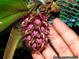 Image result for Bulbophyllum vulcanicum