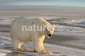 If you've watched this show you can remind your children of the what's special about the animals, and you can discuss pyramids and do things like count the scorpions on. The Great Polar Bear Rescue Dora The Explorer Wiki Fandom