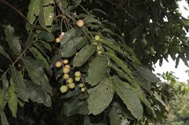 Image result for Aphanamixis