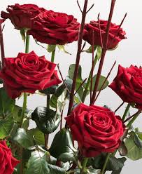Mazzo Rosse Rosse Interflora Italia Mazzo Rose Rosse Composizioni Floreali @ali ha scritto su twitter quanto le mancano i mazzi di fiori. pinterest