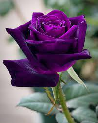 Pin By Ana Cecilia Lopez On Violet Roses Beautiful Rose Flowers Beautiful Flowers Beautiful Roses