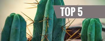 Ceremonial Plant Essence: Peyote | Sf1 | Shamans Market