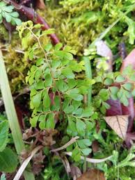 Image result for Odontosoria africana