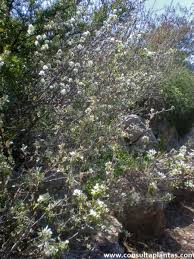 Image result for Amelanchier ovalis