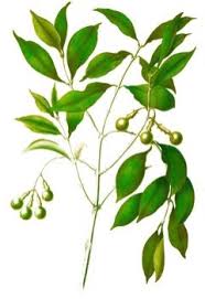 Image result for Nageia