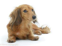 Dog Red Miniature Dachshund Photo Dachshund Miniature Dachshund Dachshund Dog