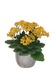 Image result for Kalanchoe calandiva