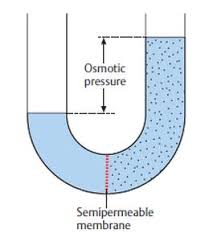Read formulas, definitions, laws from osmosis and osmotic pressure here. Osmosis Meaning Simple