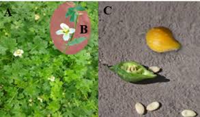 Image result for Momordica balsamina