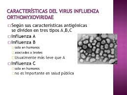 Fisiopatología de la infección por virus sincitial respiratorio. Virus Respiratorios Rhinovirus Influenza Parainfluenza M Paz Microbiologa