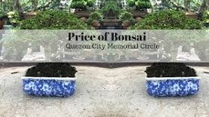 Send a bonsai tree or tropical plant to someone special. Price Of Bonsai In The Philippines By Mommy Blogger Pehpot